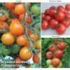 Tomato Value Collection -Plants Sales Store TOMA WKC9645 A