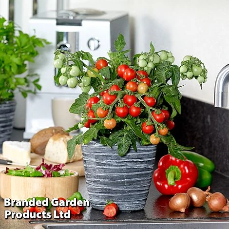 Tomato 'Ponchi-Fa' 4 Tomato 'Ponchi-Fa' - Image 2