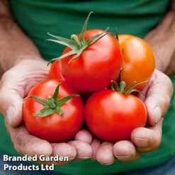 Tomato Gardeners Favourite Collection (Grafted) 10 Tomato Gardeners Favourite Collection (Grafted) -Plants Sales Store TOMATO COLL2