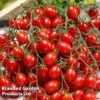 Tomato 'Tutti Frutti Grape' (Grafted) 2 Tomato 'Tutti Frutti Grape' (Grafted) -Plants Sales Store TOMA TUTTIGRAP S29036