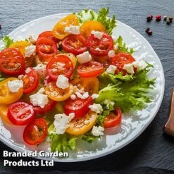 Tomato 'Dora Orange' 9 Tomato 'Dora Orange' -Plants Sales Store TOMA WINDWSILL L38589