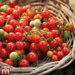 Tomato Collection 15 Tomato Collection -Plants Sales Store TOMO TKA1136 A31