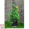 Black & Gold Tower Pot&trade; -Plants Sales Store TOWE T47569 C1