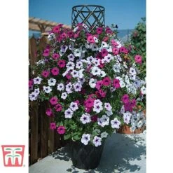 Black & Gold Tower Pot™ 9 Black & Gold Tower Pot™ -Plants Sales Store TOWE TKA8073 B1