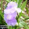 Tradescantia Charlotte 2 Tradescantia Charlotte -Plants Sales Store TRAD 64682 A