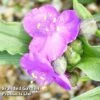 Tradescantia Rubra 2 Tradescantia Rubra -Plants Sales Store TRAD RUBRA S38478