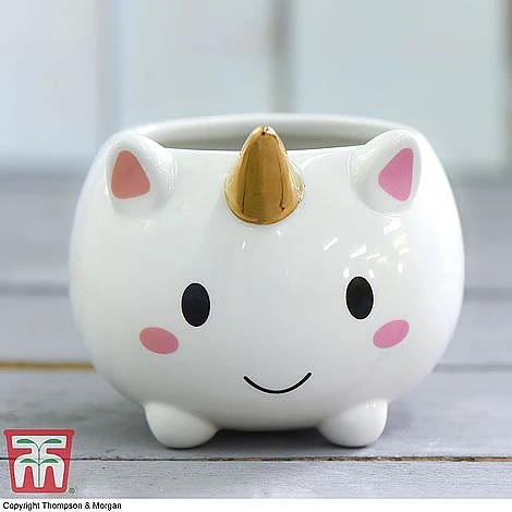 Unicorn Pot With Sanseviera 'Fernwood' Plant- Gift 4 Unicorn Pot With Sanseviera 'Fernwood' Plant- Gift - Image 2