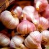 Garlic (Autumn) Lovers Collection 2 Garlic (Autumn) Lovers Collection -Plants Sales Store VEGAR23680