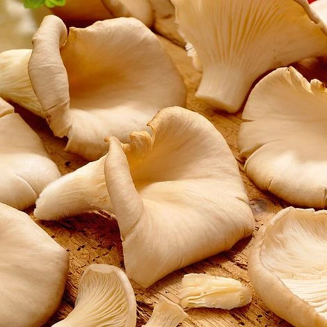 Mushroom Windowsill Kit - Oyster 4 Mushroom Windowsill Kit - Oyster - Image 2