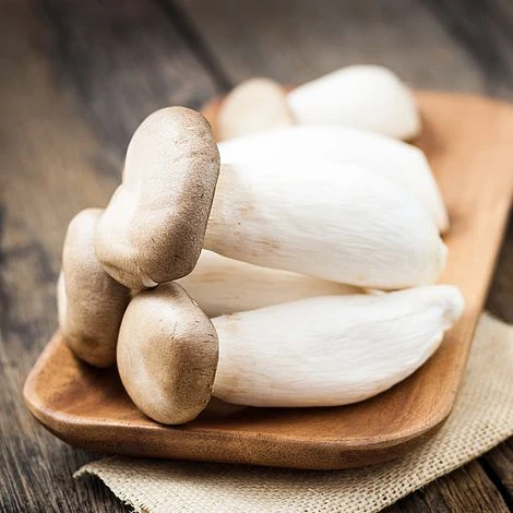 Mushroom Windowsill Kit King Oyster 3 Mushroom Windowsill Kit King Oyster