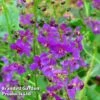 Verbascum Phoeniceum Violetta -Plants Sales Store VERB KA6395 A