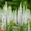 Veronica Spicata 'Snow Candles' 2 Veronica Spicata 'Snow Candles' -Plants Sales Store VERO KB0133 A