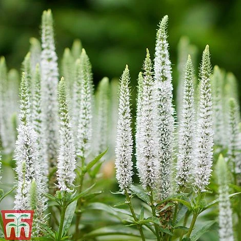 Veronica Spicata 'Snow Candles' 3 Veronica Spicata 'Snow Candles'