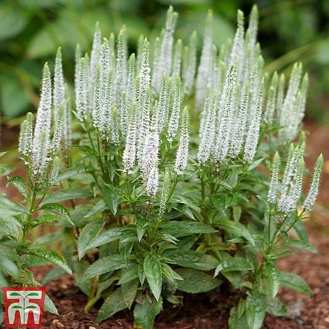 Veronica Spicata 'Snow Candles' 4 Veronica Spicata 'Snow Candles' - Image 2