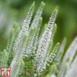 Veronica Spicata 'Snow Candles' 8 Veronica Spicata 'Snow Candles' -Plants Sales Store VERO KB0133 C