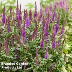 Veronica Purplegum Candles 9 Veronica Purplegum Candles -Plants Sales Store VERO PURPCANDL S39709