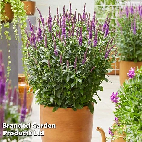 Veronica Purplegum Candles 4 Veronica Purplegum Candles - Image 2