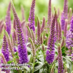 Veronica Purplegum Candles 11 Veronica Purplegum Candles -Plants Sales Store VERO PURPCANDL S39711