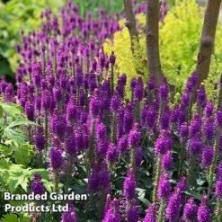 Veronica Purplegum Candles 10 Veronica Purplegum Candles -Plants Sales Store VERO PURPCANDL S39712