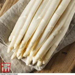 Asparagus Collection (Spring Planting) 11 Asparagus Collection (Spring Planting) -Plants Sales Store Vittorio Asparagus2