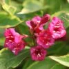 Weigela Florida 'Moulin Rouge' 1 Weigela Florida 'Moulin Rouge' -Plants Sales Store WEIG T62091 A h