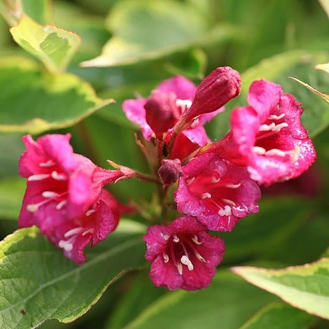 Weigela Florida 'Moulin Rouge' 3 Weigela Florida 'Moulin Rouge'