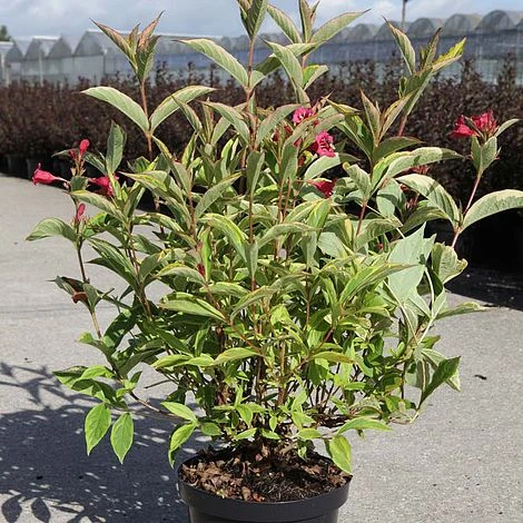 Weigela Florida 'Moulin Rouge' 4 Weigela Florida 'Moulin Rouge' - Image 2