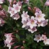 Weigela Florida 'Polka' 2 Weigela Florida 'Polka' -Plants Sales Store WEIG T63570 A h