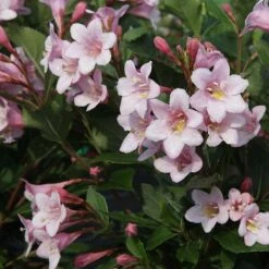 Weigela Florida 'Polka'