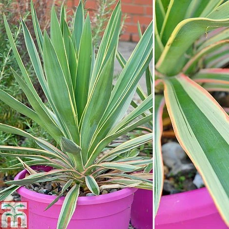 Yucca Filamentosa 'Bright Edge' 4 Yucca Filamentosa 'Bright Edge' - Image 2