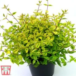 Abelia X Grandiflora 'Kaleidoscope' 14 Abelia X Grandiflora 'Kaleidoscope' -Plants Sales Store abelia