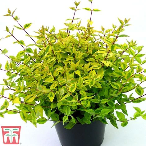 Abelia X Grandiflora 'Kaleidoscope' 8 Abelia X Grandiflora 'Kaleidoscope' - Image 6