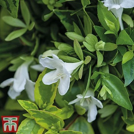 Abelia X Grandiflora 'Kaleidoscope' 5 Abelia X Grandiflora 'Kaleidoscope' - Image 3