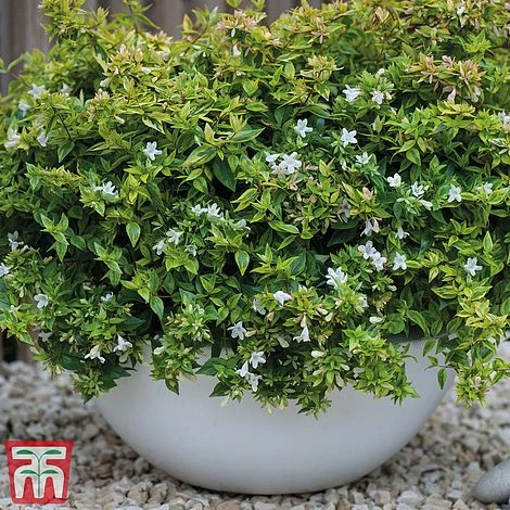 Abelia X Grandiflora 'Kaleidoscope' 3 Abelia X Grandiflora 'Kaleidoscope'