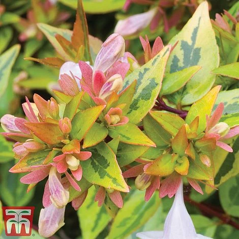 Abelia X Grandiflora 'Kaleidoscope' 4 Abelia X Grandiflora 'Kaleidoscope' - Image 2