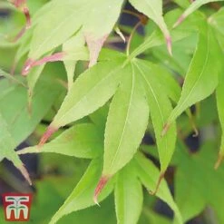 Acer Palmatum Duo 10 Acer Palmatum Duo -Plants Sales Store acer