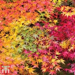 Acer Palmatum 'Atropurpureum' 9 Acer Palmatum 'Atropurpureum' -Plants Sales Store acer autumn