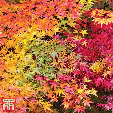 Acer Palmatum 'Atropurpureum' 5 Acer Palmatum 'Atropurpureum' - Image 3