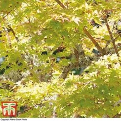 Acer Palmatum 'Sango-kaku'