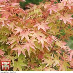 Acer Palmatum 'Sango-kaku' -Plants Sales Store acer sang3