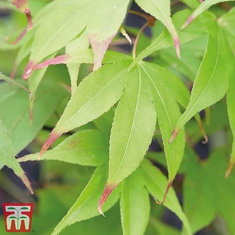 Acer Palmatum Duo 5 Acer Palmatum Duo - Image 3