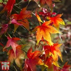 Acer Palmatum Duo 11 Acer Palmatum Duo -Plants Sales Store acer2