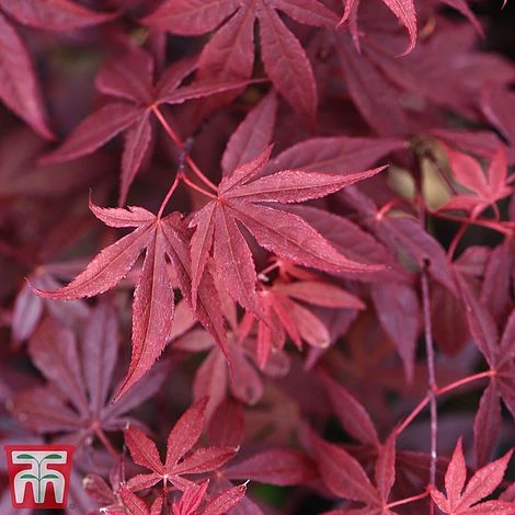 Acer Palmatum 'Atropurpureum' 4 Acer Palmatum 'Atropurpureum' - Image 2