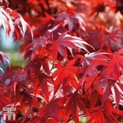 Acer Palmatum Duo 12 Acer Palmatum Duo -Plants Sales Store acer3