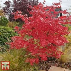Acer Palmatum Duo 13 Acer Palmatum Duo -Plants Sales Store acer4