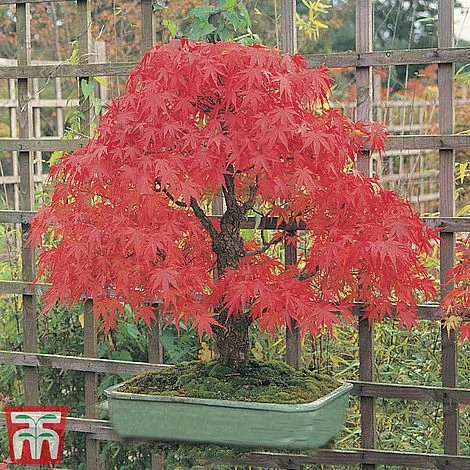 Acer Palmatum 4 Acer Palmatum - Image 2