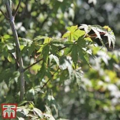 Acer Palmatum 10 Acer Palmatum -Plants Sales Store acer51