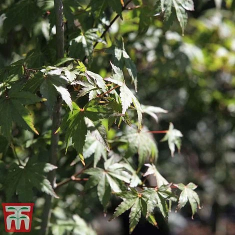 Acer Palmatum 6 Acer Palmatum - Image 4