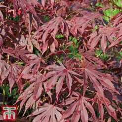 Acer Palmatum 12 Acer Palmatum -Plants Sales Store acer7
