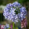 Agapanthus 'Full Moon' 2 Agapanthus 'Full Moon' -Plants Sales Store aga1